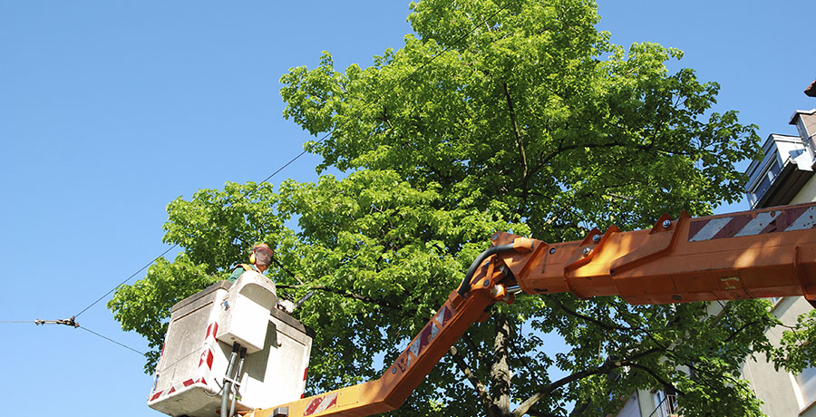 5 Tips To Consider When Looking For A Crane For Rent