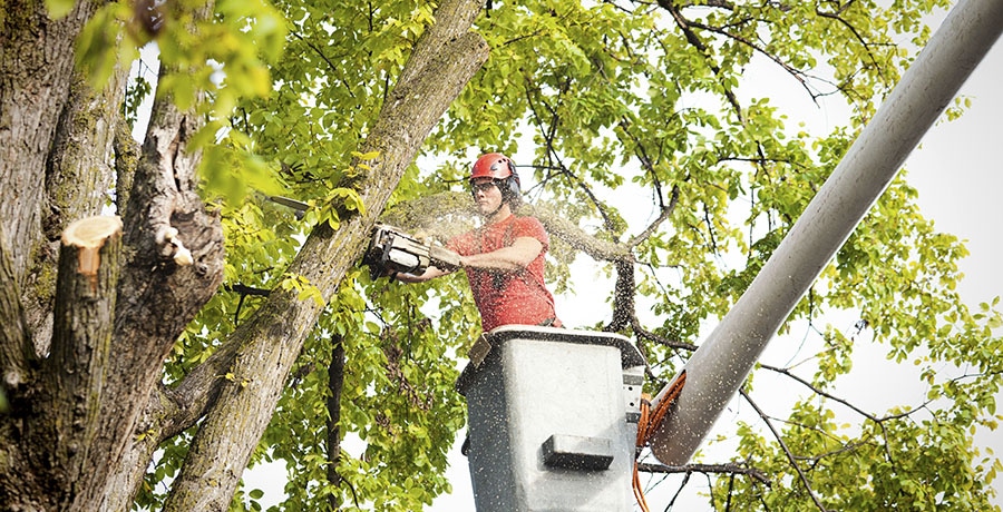 Tree Removal: Tips On How To Deal With Acorns